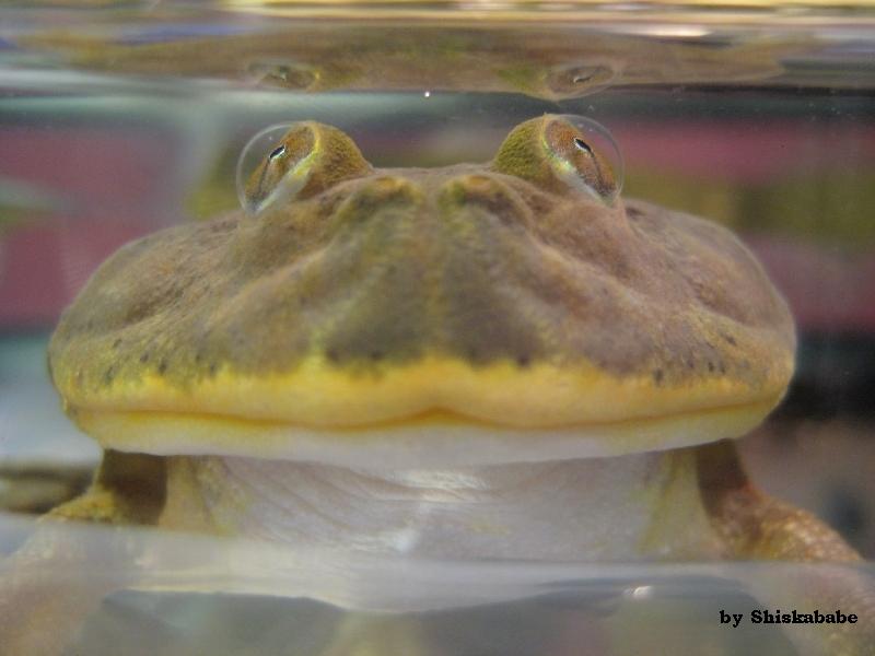 Lepidobatrachus laevis  11.jpg